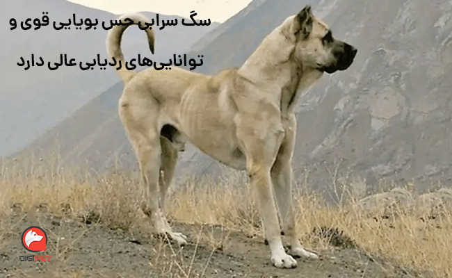 قوی‌ترین نژادهای سگ ایرانی