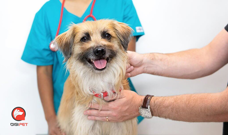 شایع‌ ترین بیماری‌ های پوستی سگ‌ ها + نحوه پیشگیری و درمان آن‌ ها