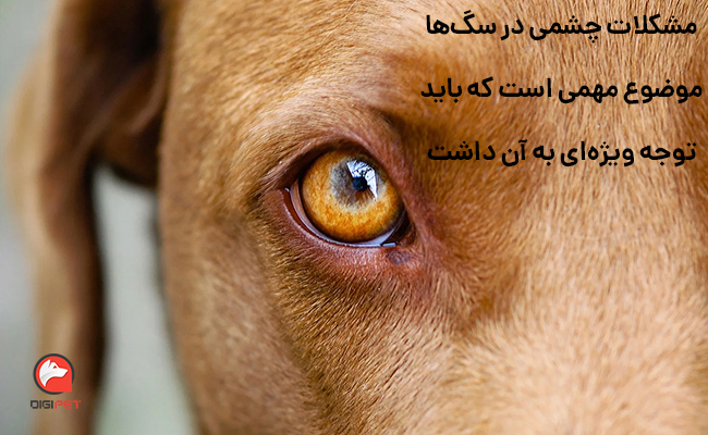 مشکلات رایج بینایی سگ