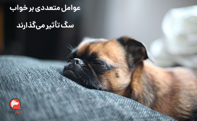 خواب سگ به چه عواملی بستگی دارد
