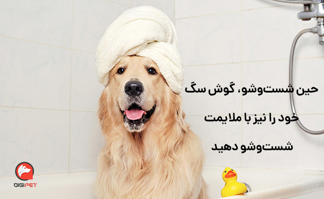 مراحل شست‌وشو و حمام کردن سگ