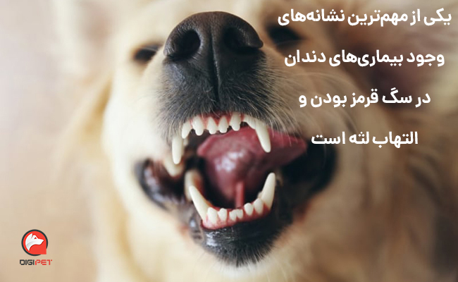 نشانه‌های بیماری‌های دندانی در سگ‌ها