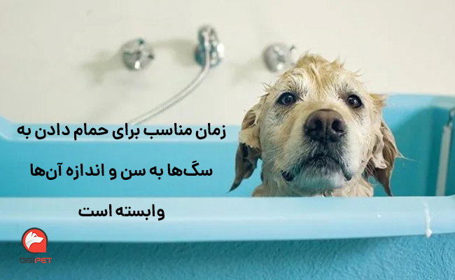 سگ را از چه سنی و هرچند مدت یک‌بار باید حمام کرد؟