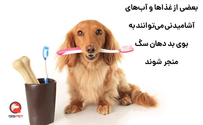 راه‌حل‌های درمان بوی بد دهان سگ