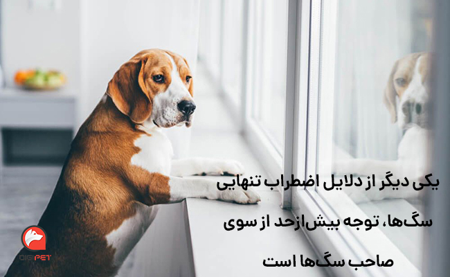 دلایل اضطراب تنهایی سگ