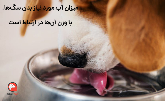 سگ‌ها به چقدر آب نیاز دارند و تحمل تشنگی‌شان چقدر است