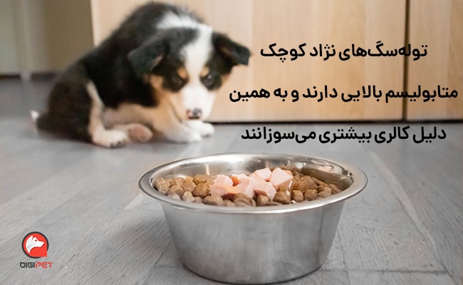 رژیم‌های غذایی خاص برای سگ‌های نژاد کوچک