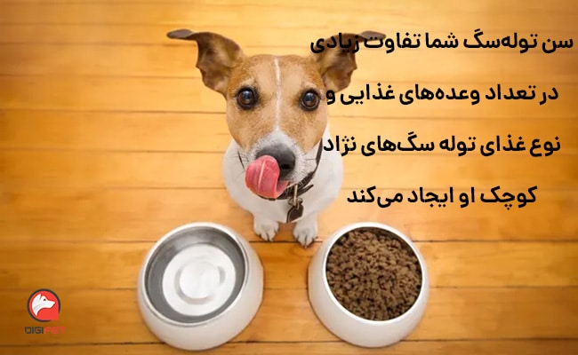 مقدار کافی غذای توله سگ‌های نژاد کوچک در طول روز چقدر است؟