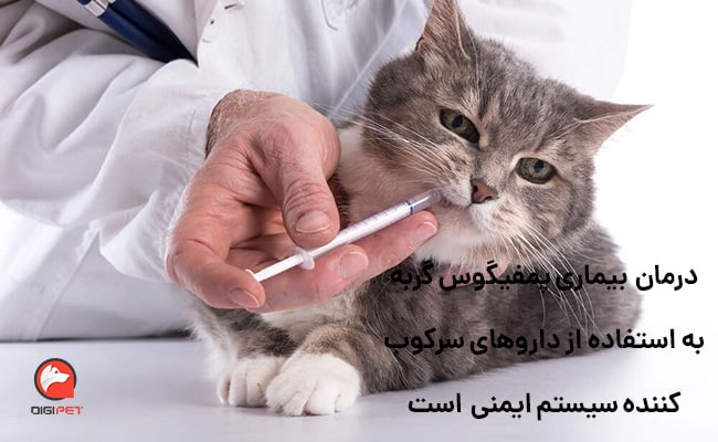 علائم و نشانه‌های بیماری پمفیگوس گربه