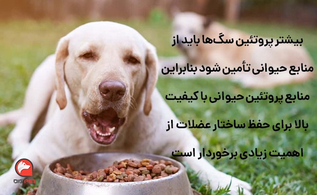 چه مواردی در غذای خشک سگ های بالغ نژاد بزرگ مهم است