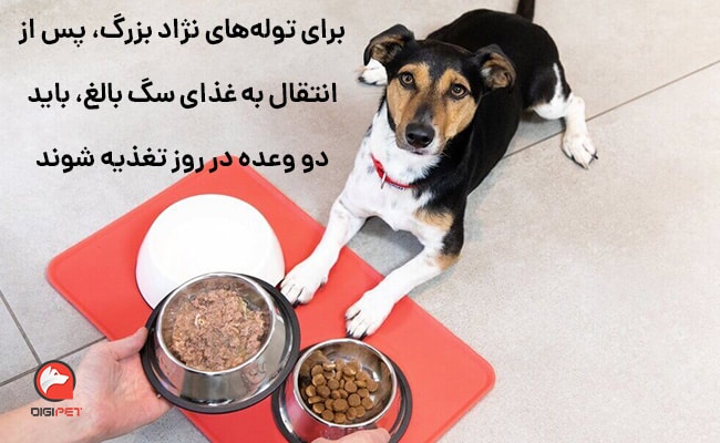 هر چند وقت یکبار به سگ خود غذا بدهید