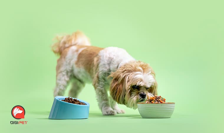 غذای خام برای سگ