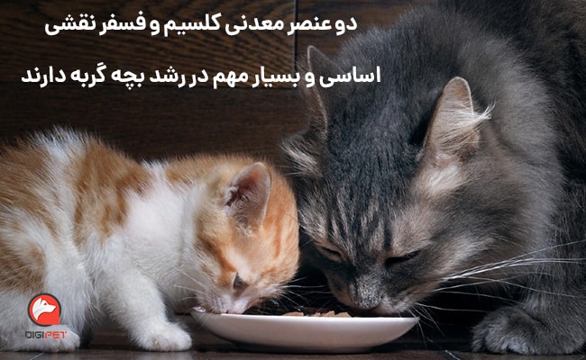 تفاوت‌ غذای خشک بچه گربه با گربه بالغ