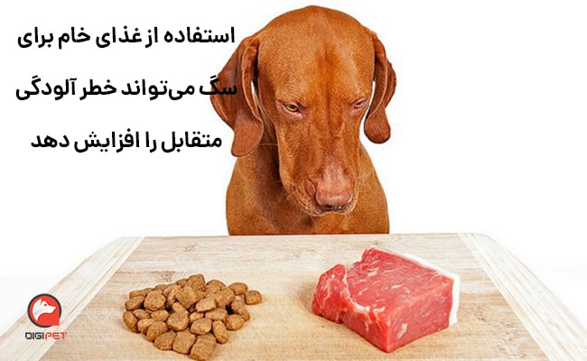 بایدها و نبایدهای غذای خام برای سگ