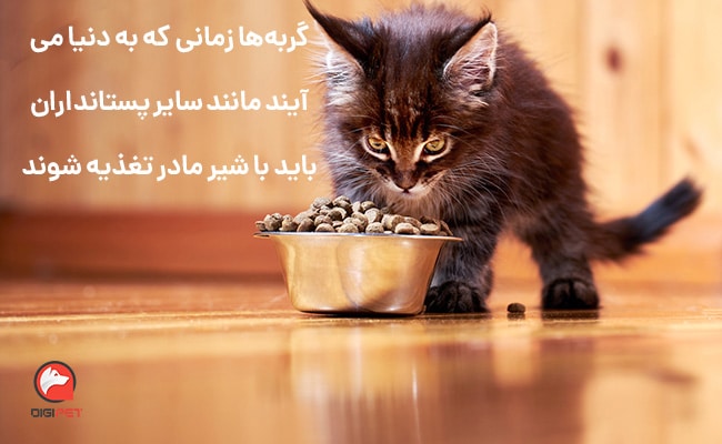 چه زمانی غذای خشک گربه بالغ و چه زمانی غذای خشک بچه گربه تهیه کنیم