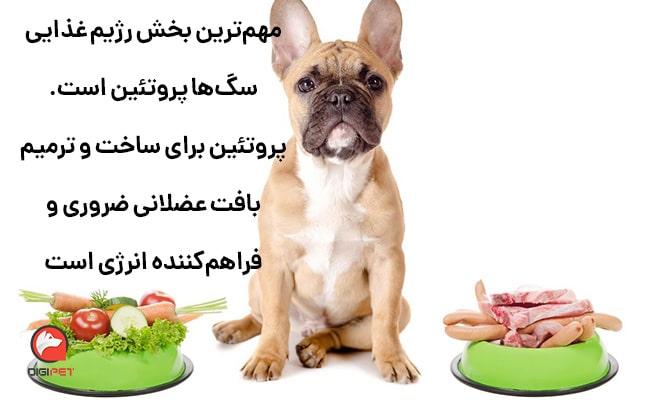 رژیم غذایی سالم و مناسب سگ