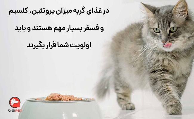 چگونه غذای مناسب بچه گربه را انتخاب کنیم