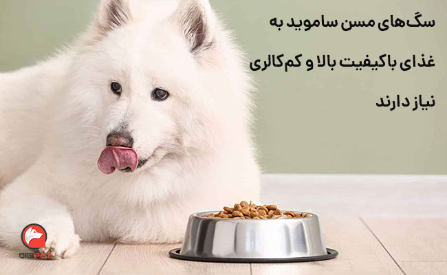غذای سگ ساموید در سن‌های مختلف