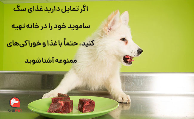غذای خانگی سگ ساموید