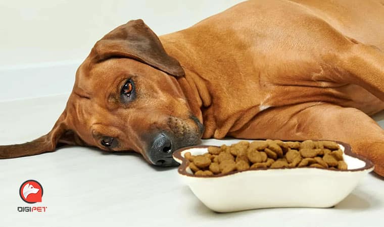 غذای سگ مریض