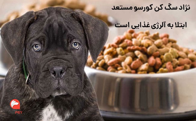 آلرژی غذایی سگ کن کورسو