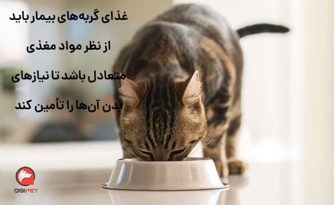 ویژگی‌های غذای مناسب برای گربه مریض