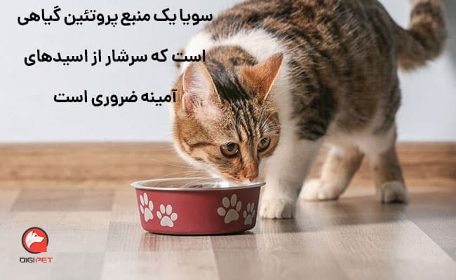 مصرف سویا برای گربه