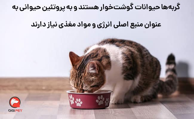 غذاهای جایگزین سویا برای گربه