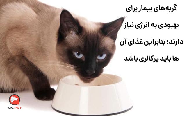 غذای مقوی برای گربه مریض