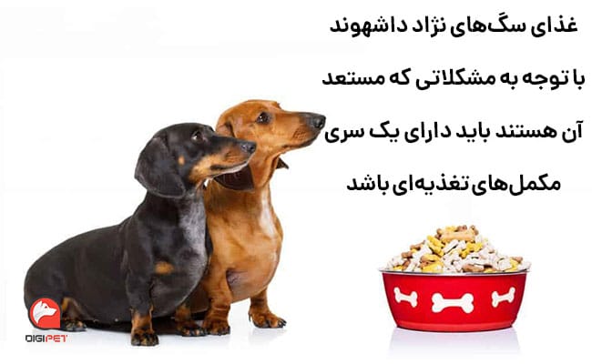 نیازهای تغذیه‌ای سگ‌های داشهوند