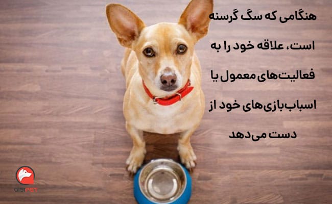 انواع علائم گرسنگی سگ