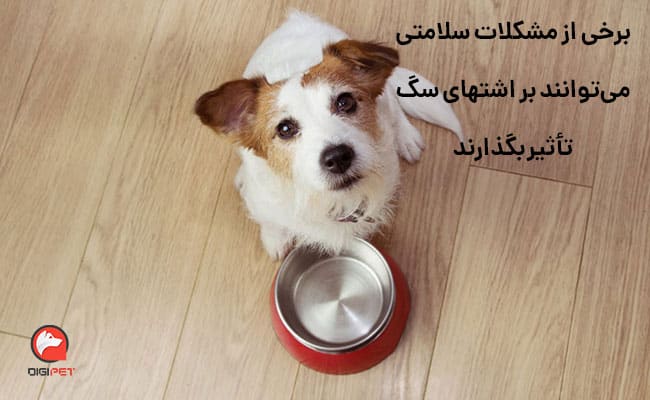 موارد مؤثر در گرسنگی سگ‌ها