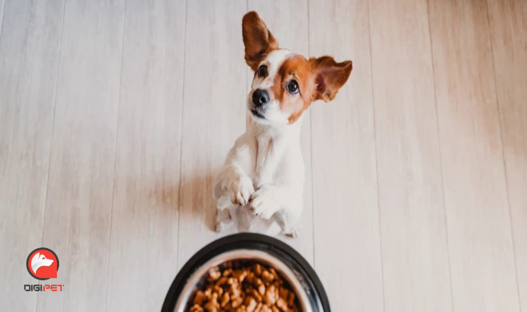 غذای پروتئین‌دار برای سگ