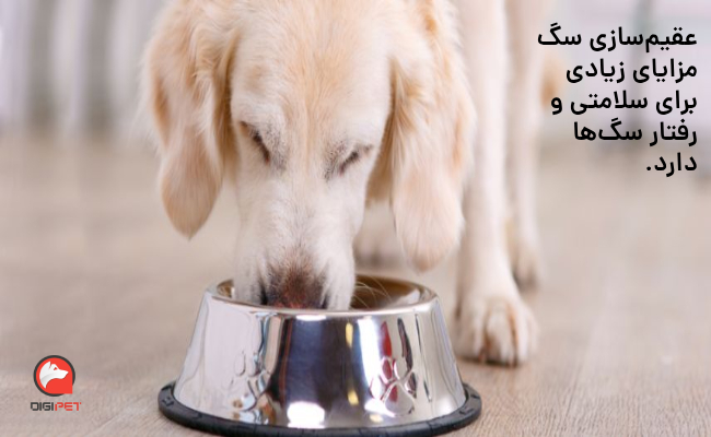 عقیم سازی سگ و نقش تغذیه در آن