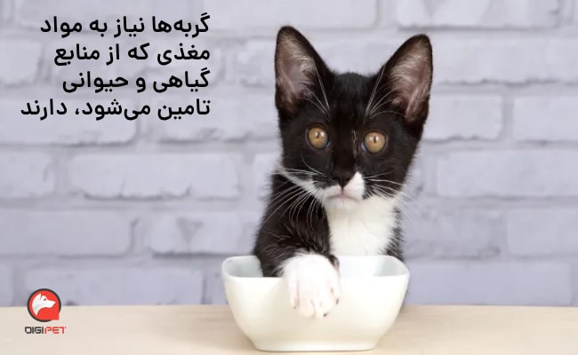 مواد مغذی در تغذیه گربه