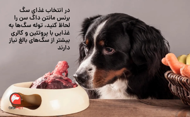 غذای سگ برنس مانتن داگ پروتئین دار