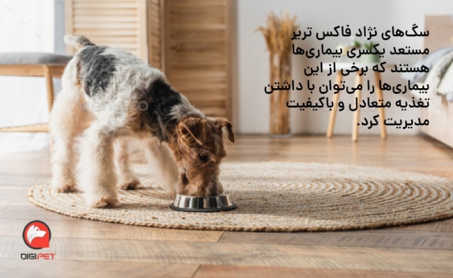 حساسیت غذایی در سگ فاکس تریر