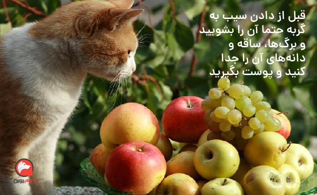 سیب برای گربه