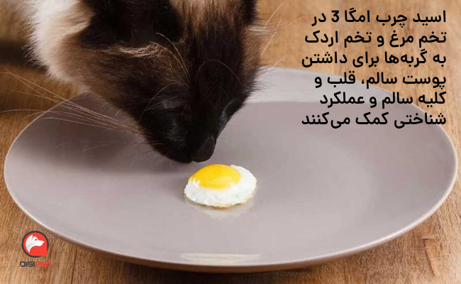 فواید تخم اردک برای گربه