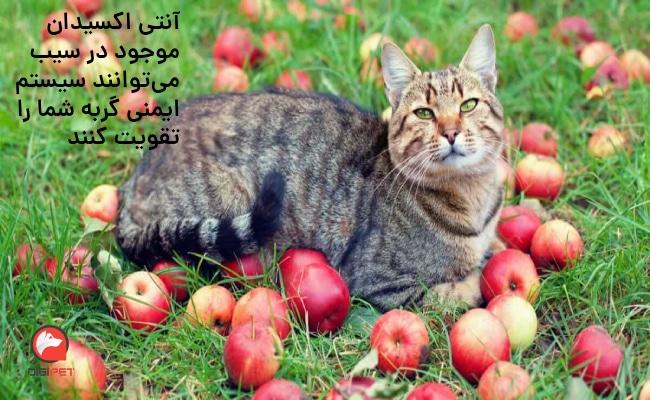 فواید سیب برای گربه