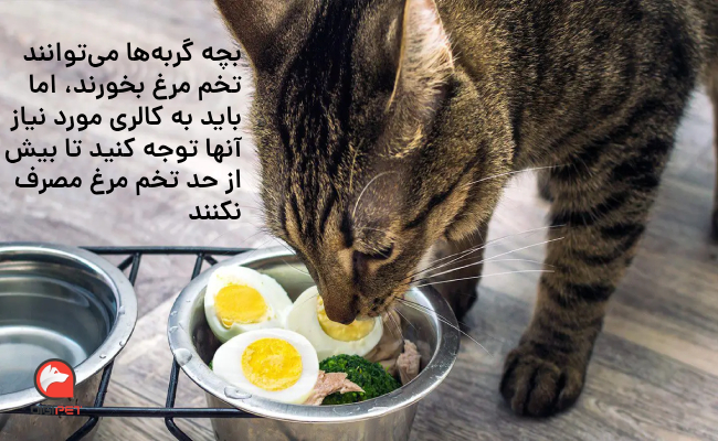 خوردن تخم مرغ برای بچه گربه