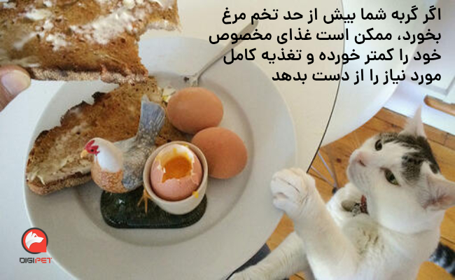 مزایای خوردن تخم مرغ برای گربه