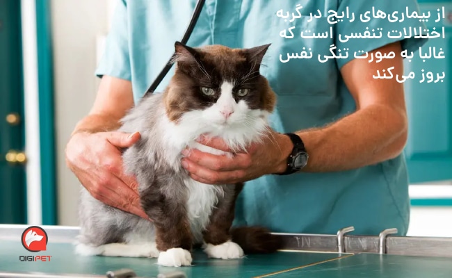 اختلالات تنگی نفس در گربه