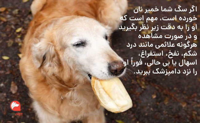 عوارض خوردن نان برای سگ