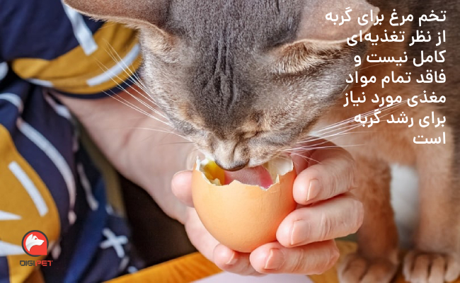 مواد مغذی در تخم مرغ برای گربه