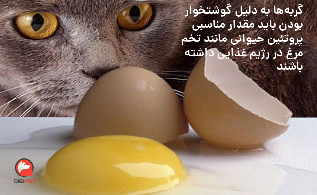 فواید تخم مرغ برای گربه