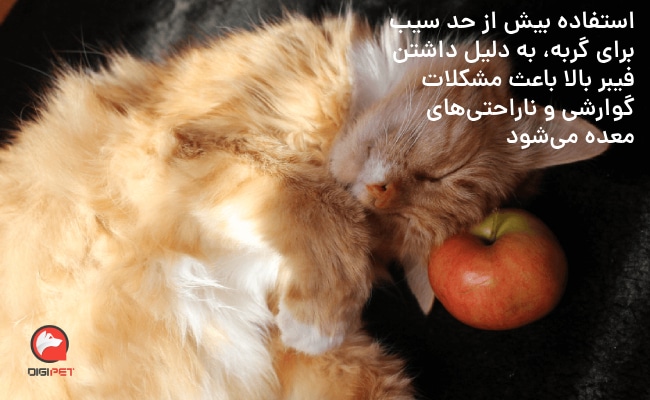 خطرات سیب برای گربه