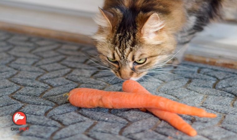 هویج برای گربه