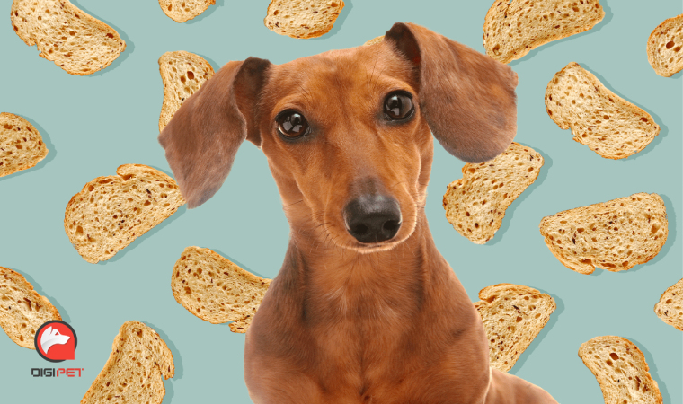 نان برای سگ