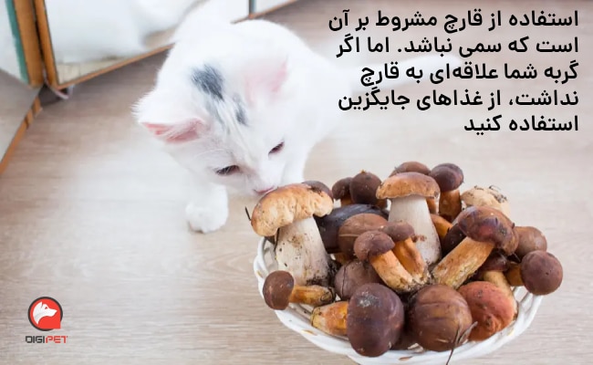 غذاهای جایگزین قارچ برای گربه